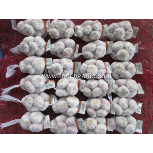 Top Quality Cold Storage Normal Garlic